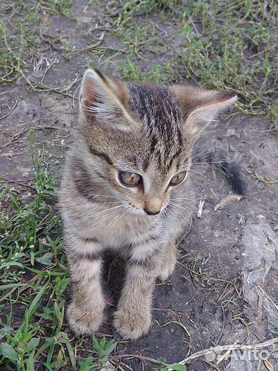 Котятам нужен дом