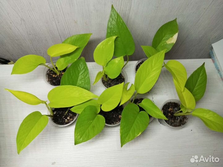 Эпипремнум, сциндапсус, филодендрон