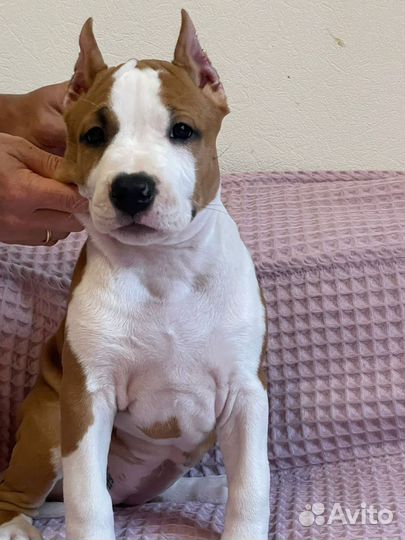 Девочки аст