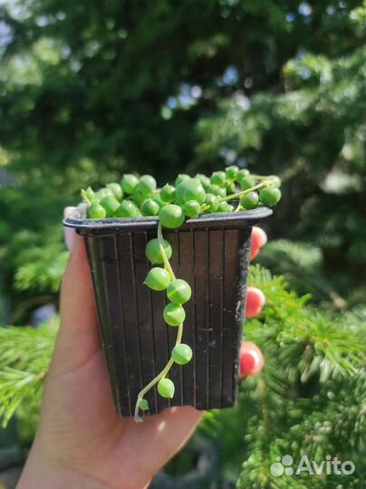 Суккуленты крестовник Роули