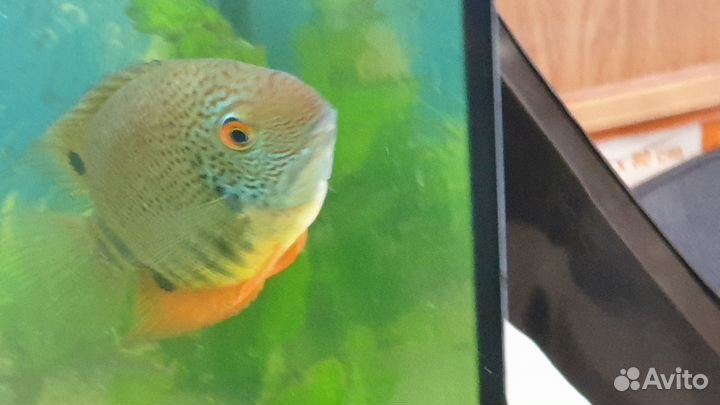 Северум гайанский notatus нотатус