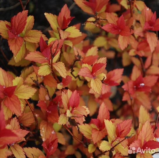 Спиреи разных сортов