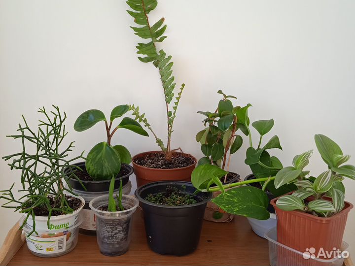 Комнатные растения и цветы