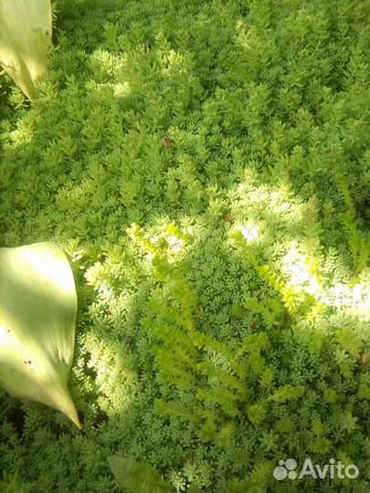 Седум (коврик)