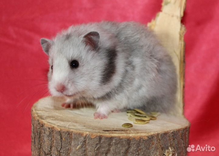 Крысы, джунгарские и сирийские хомяки