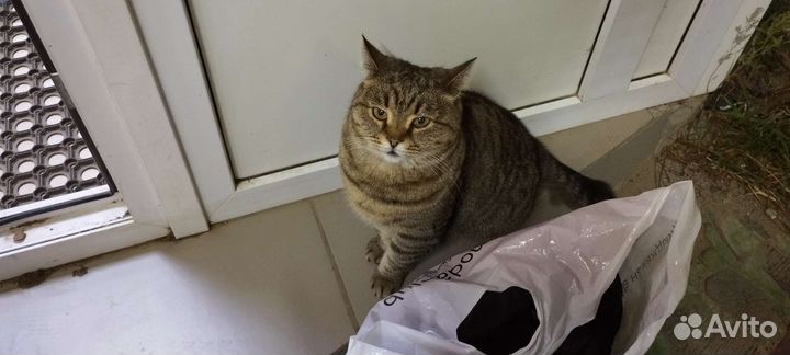 Кошка потеряшка