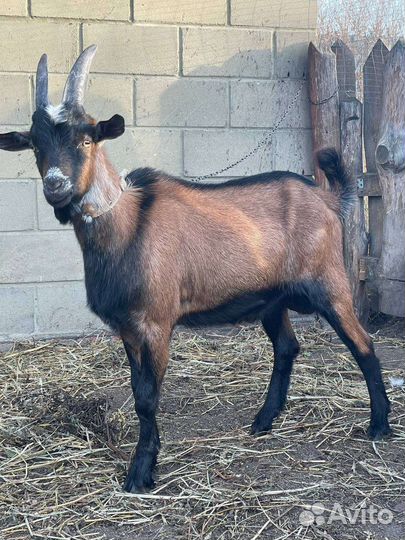 Чешский козел