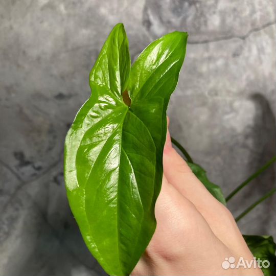 Сингониум ушковатый