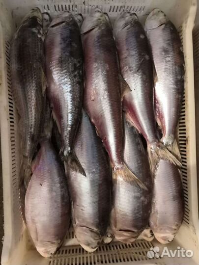 Свежая рыба селедка