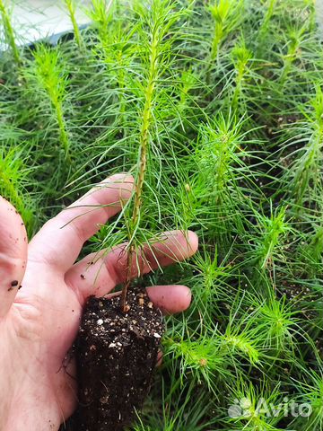 Сеянцы сосны и ели зкс