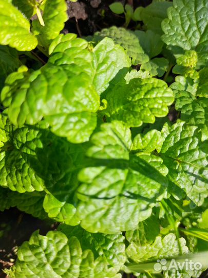 Пряно-ароматические травы