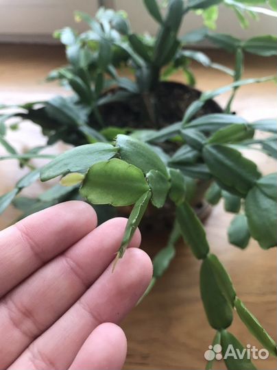 Комнатные растения