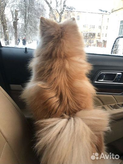 Щенки шпица