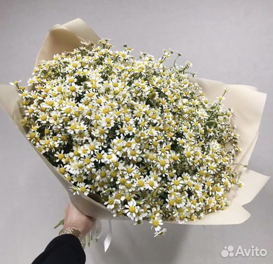 Ромашки цветы