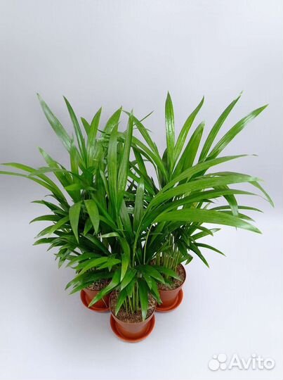 Пальма Арека