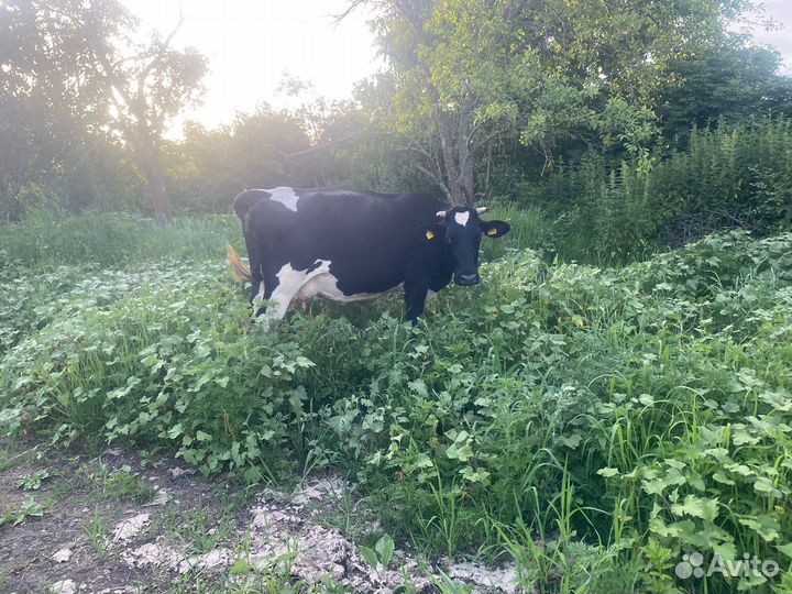 Корова дойная