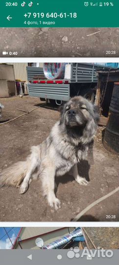 В добрые руки