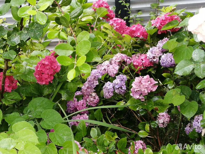 Гортензия саженцы
