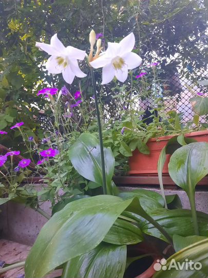 Эухарис амазонская лилия