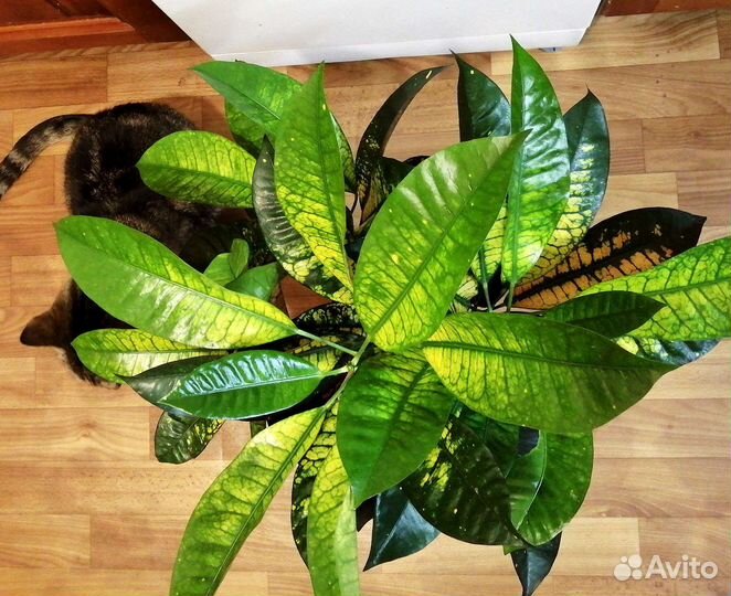 Кротон взрослый и детки