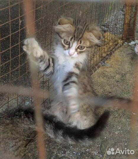 Кошка в дар