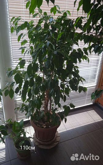 Фикусы, драцена