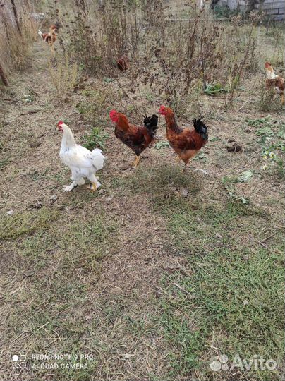 Молодые петушки