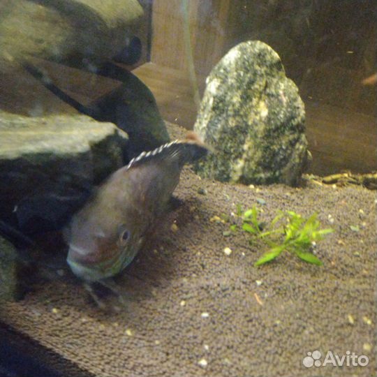 Рыбка Акара Бирюзовая