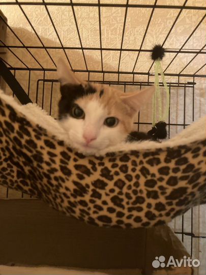 Трехцветный котенок девочка