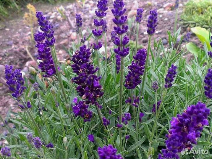 Абрикос, малина, гортензия, лаванда