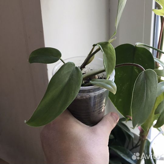 Комнатные растения цветы