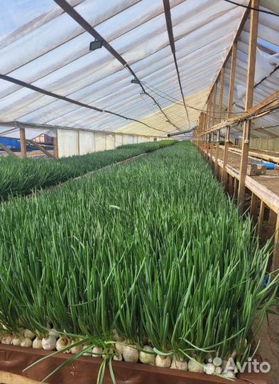 Лук зеленый свежей срезки с доставкой LUK-9181