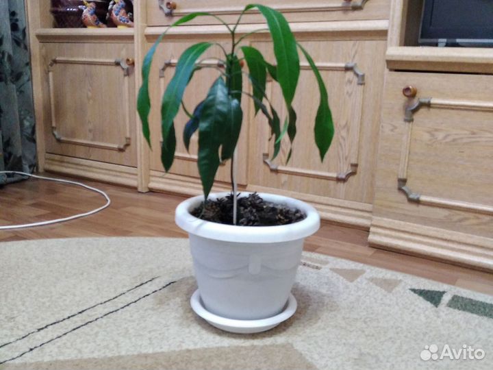 Комнатные растения манго и королевский финик