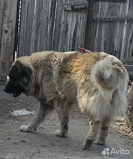 Кавказская овчарка