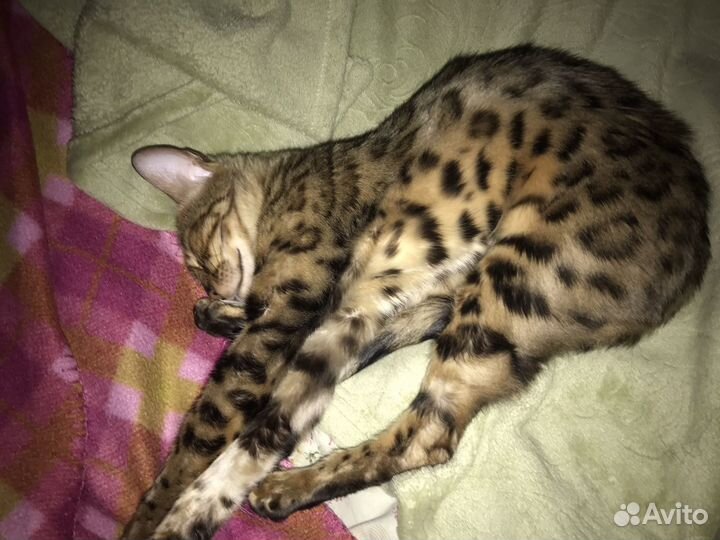 Бенгальская