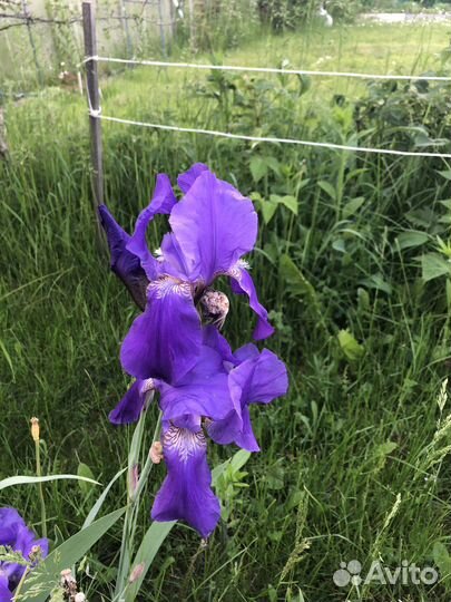 Ирисы