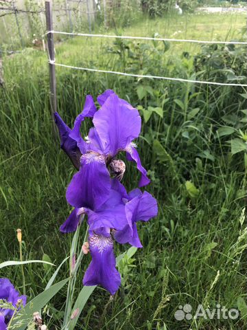 Ирисы