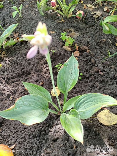 Хоста, лилия розовая, Гелиопсис вариегатный