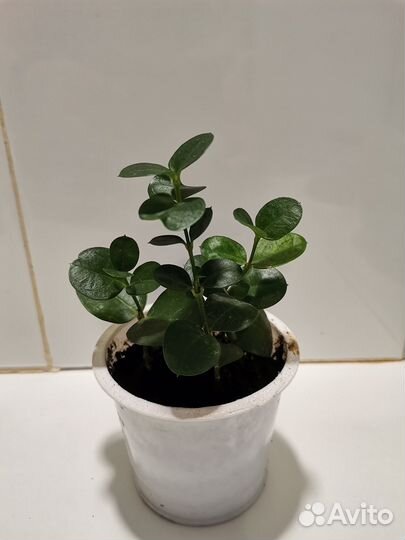 Карисса грандифлора