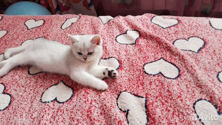 Шотландские котята шиншиллы