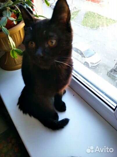 Котенок-подросток (мальчишка)