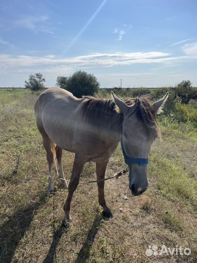 Бараны и жеребенок