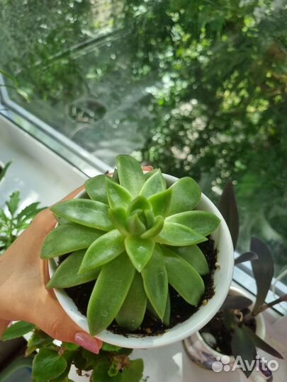 Молодило каменная роза