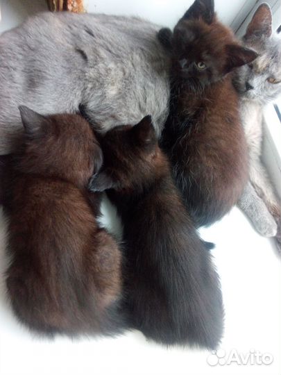 Котятя