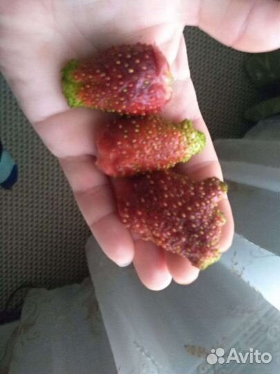 Саженцы Земклуники Пенелопа и Купчиха