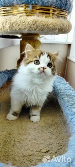 Девочка хайленд страйт