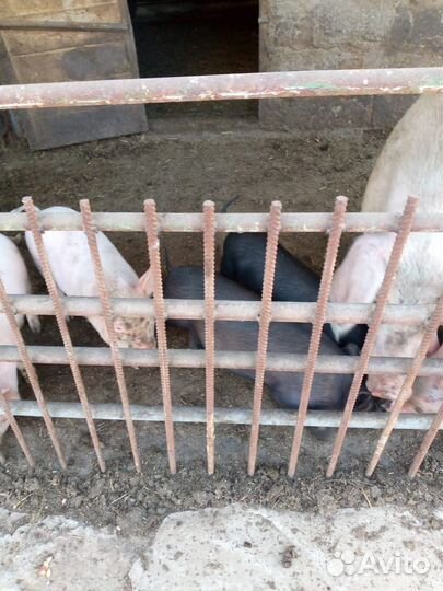 Продаются 2-ух месячные поросята,мясной породы