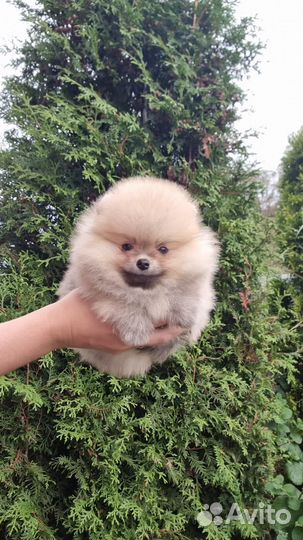 Померанский шпиц мальчик