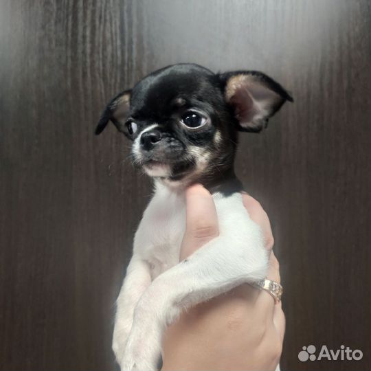 Щенки чихуахуа