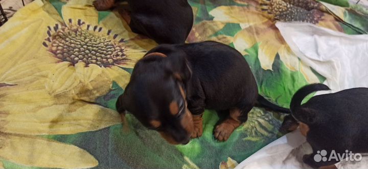 Щенки таксы